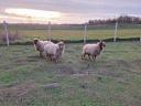 Racka sheep for sale