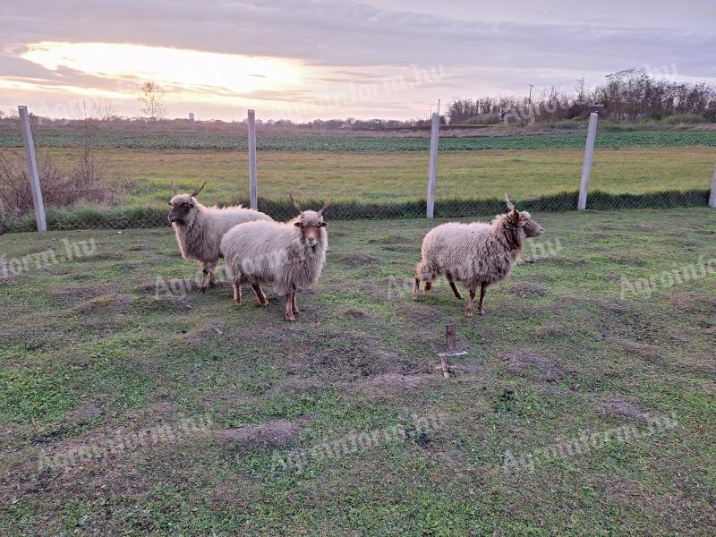 Racka sheep for sale