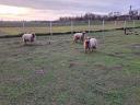 Racka sheep for sale