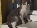 Domestic cat available for adoption