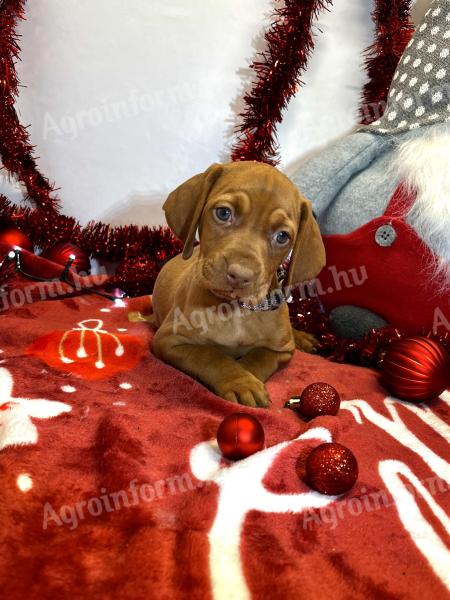 Hungarian vizsla puppies