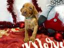 Hungarian vizsla puppies