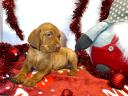 Hungarian vizsla puppies