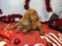 Hungarian vizsla puppies