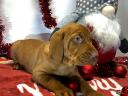 Hungarian vizsla puppies