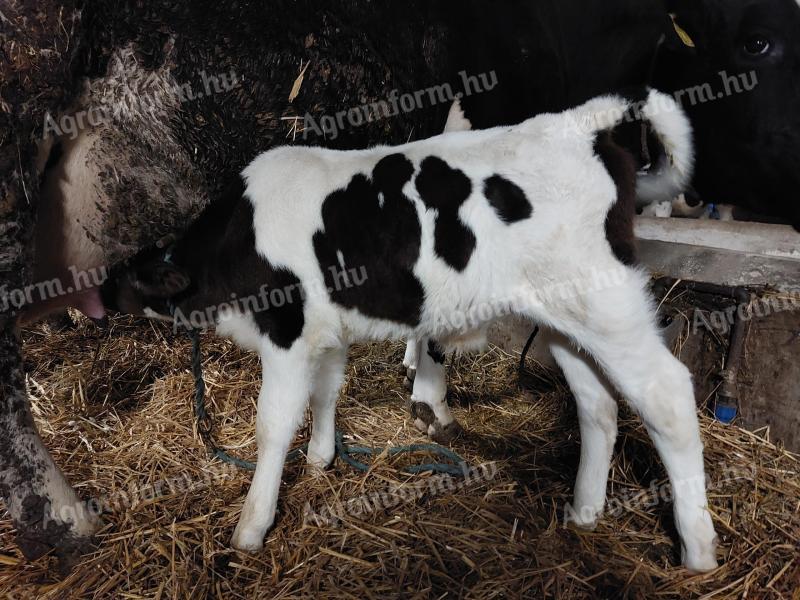 Suckling calves for sale