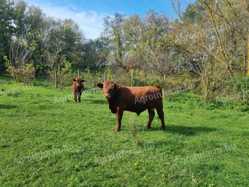 Angusbulle und Färse zu verkaufen