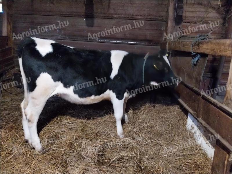 Holsteinska frizijska pasma, 8 mesecev stara telica za prodajo