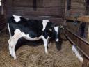 Holsteinska frizijska pasma, 8 mesecev stara telica za prodajo