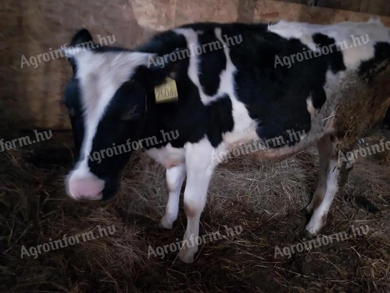 Holsteinsko-frizijski bik, star 7 mesecev, za prodajo