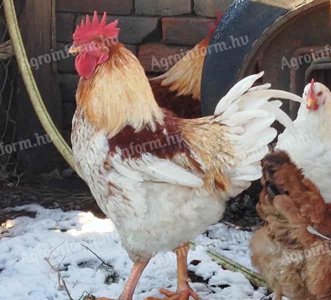 Junge Hähne auf dem Bauernhof