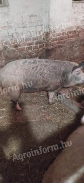 Mangalica Duroc tovljenici