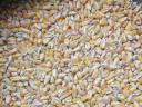 Feed maize for sale