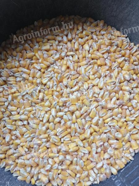 Feed maize for sale