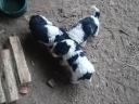 Wirehaired fox terrier puppies