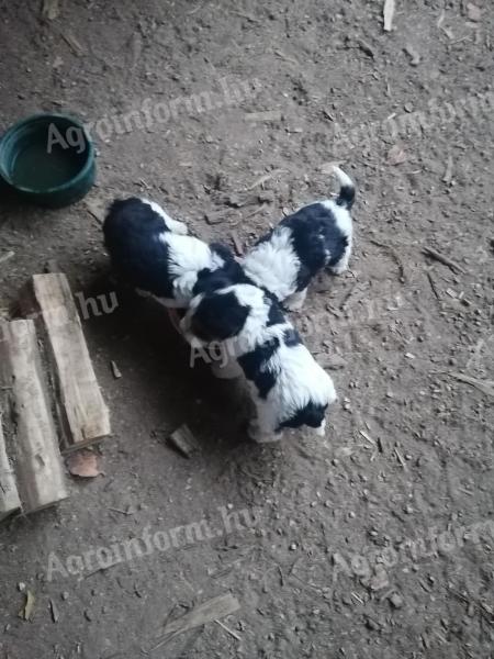 Wirehaired fox terrier puppies