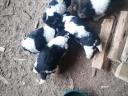 Wirehaired fox terrier puppies