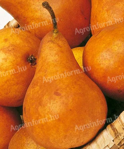 Pear mash for sale in Győr