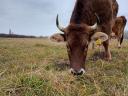 Carpathian calf cow from organic farm