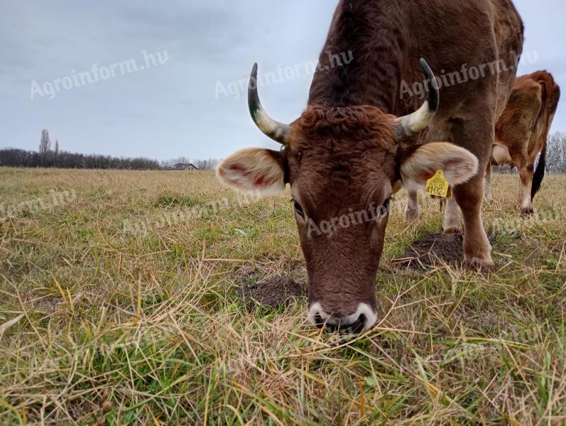 Carpathian calf cow from organic farm