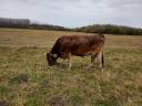 Carpathian calf cow from organic farm