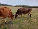 Carpathian calf cow from organic farm