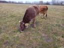 Carpathian calf cow from organic farm