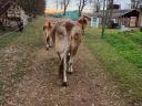 Carpathian calf cow from organic farm