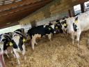 Holstein Friesian bulls for sale