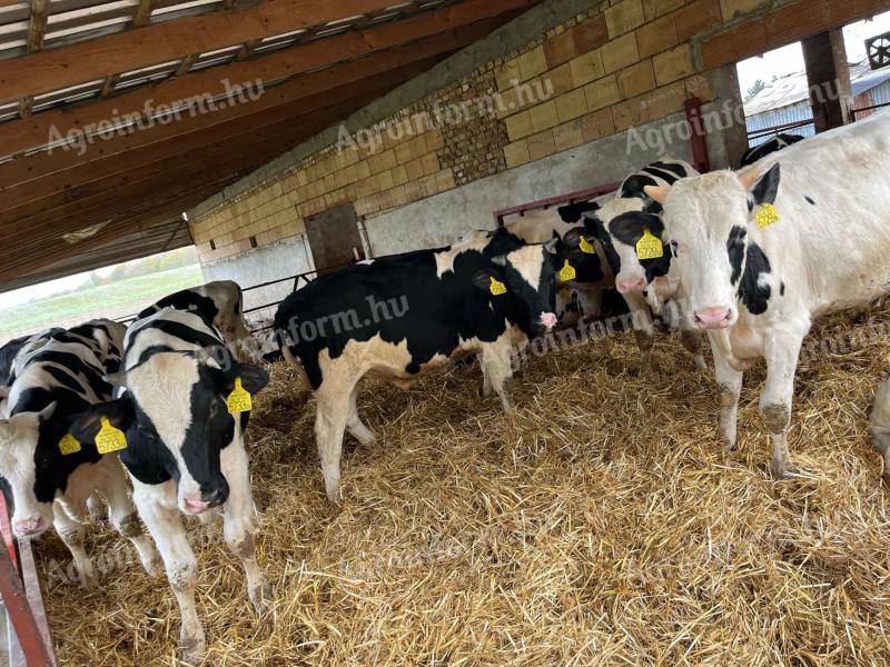 Holstein Friesian bulls for sale