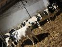 Holstein Friesian bulls for sale