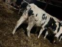 Holstein Friesian bulls for sale