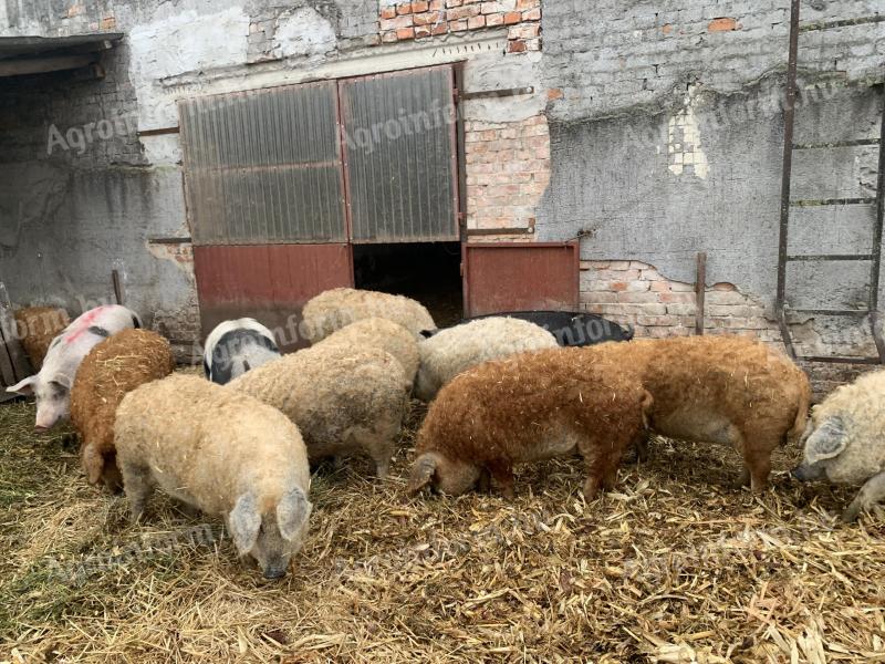 Mangalica tucząca