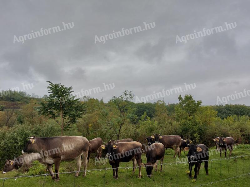 Karpatské jalovice jazvečie