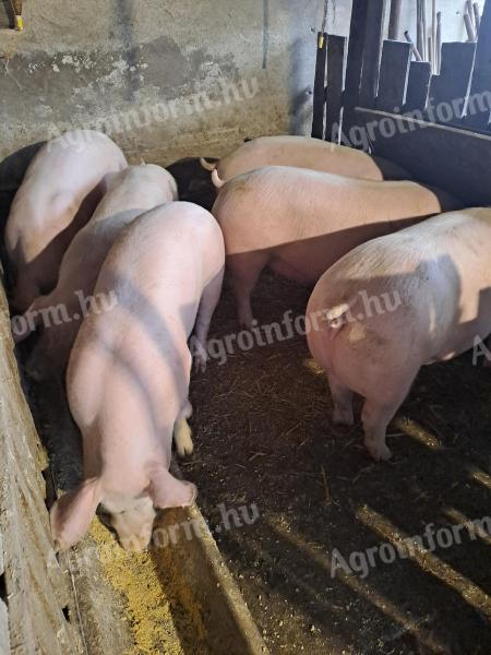 Fattening pigs for sale