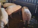 Fattening pigs for sale