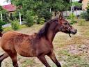 Arabian thoroughbred filly foal