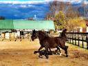 Arabian thoroughbred filly foal