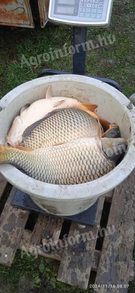 Three-necked market carp, mirror - scaled for sale