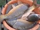 Three-necked market carp, mirror - scaled for sale