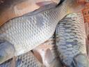 Three-necked market carp, mirror - scaled for sale