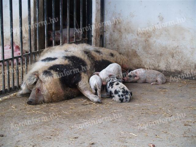 Hledám muže na krmení koní a prasat, rozmetání hnoje s ubytováním v blízkosti Érd