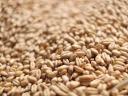 Common wheat for sale