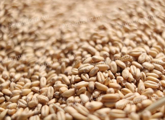 Common wheat for sale