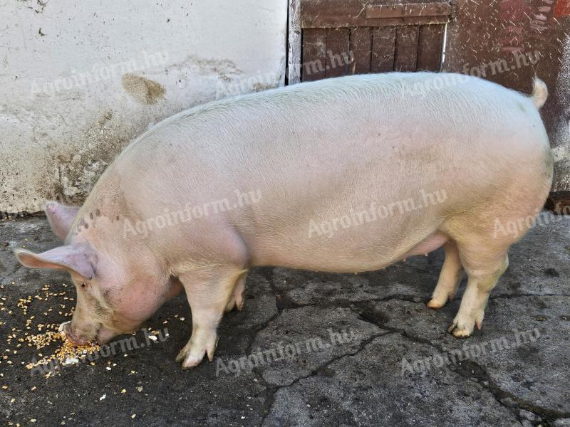 Prašiči za pitanje za prodajo