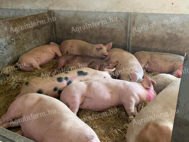 Fleischmastschweine zum Verkauf aus Mélykút (Komitat Bács-Kiskun) zwischen 140 und 230 kg