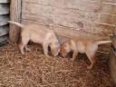 Labrador purebred puppies