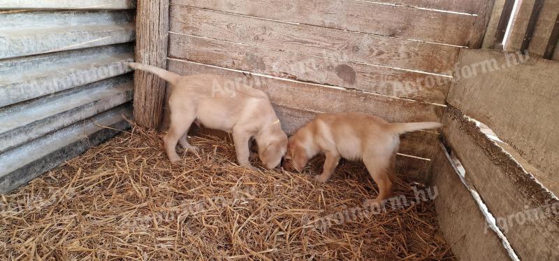 Labrador purebred puppies