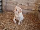 Labrador purebred puppies