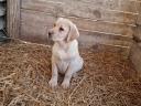 Labrador purebred puppies